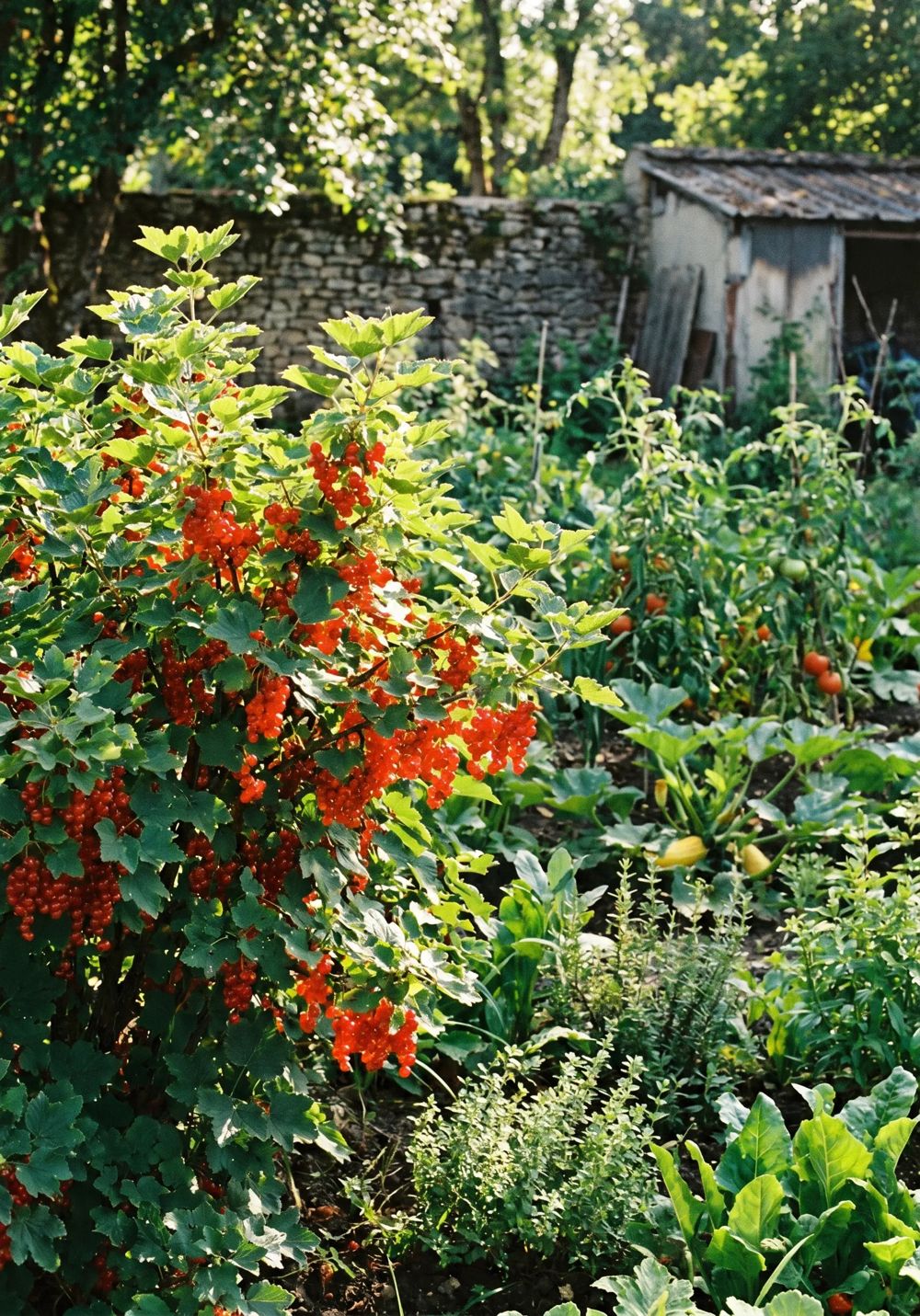 Beerenstrauch im Garten (KI-generiert)